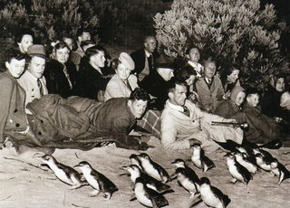 Illustration for article titled How one community brought these cute penguins back from extinction
